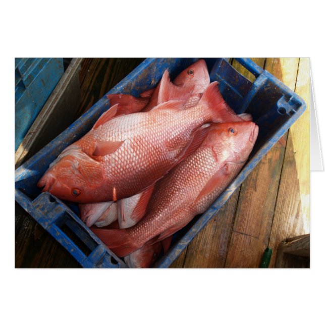 Blanco Kaart met achtergrond rode Snapper (Voorkant Horizontaal)