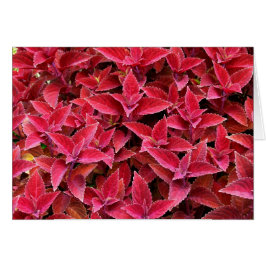 Blanco kaart met Coleus Background
