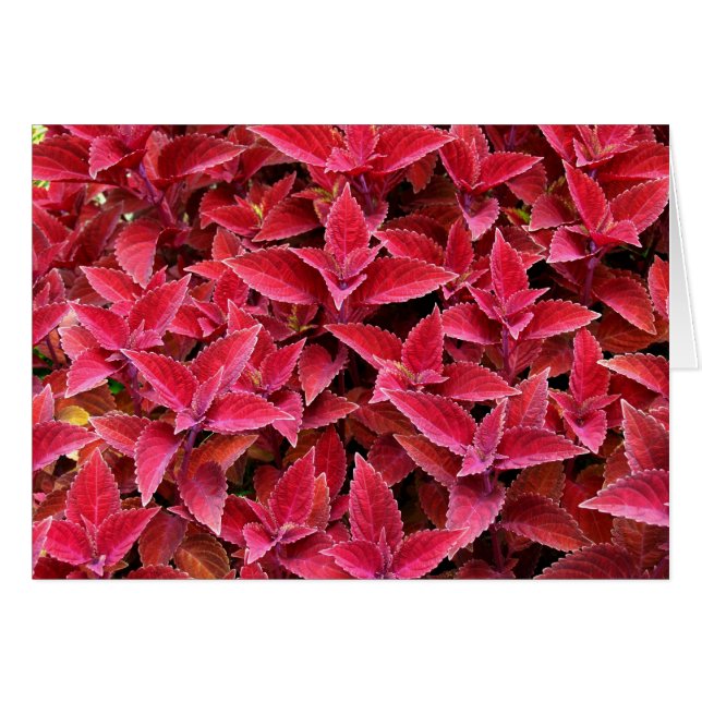 Blanco kaart met Coleus Background (Voorkant Horizontaal)