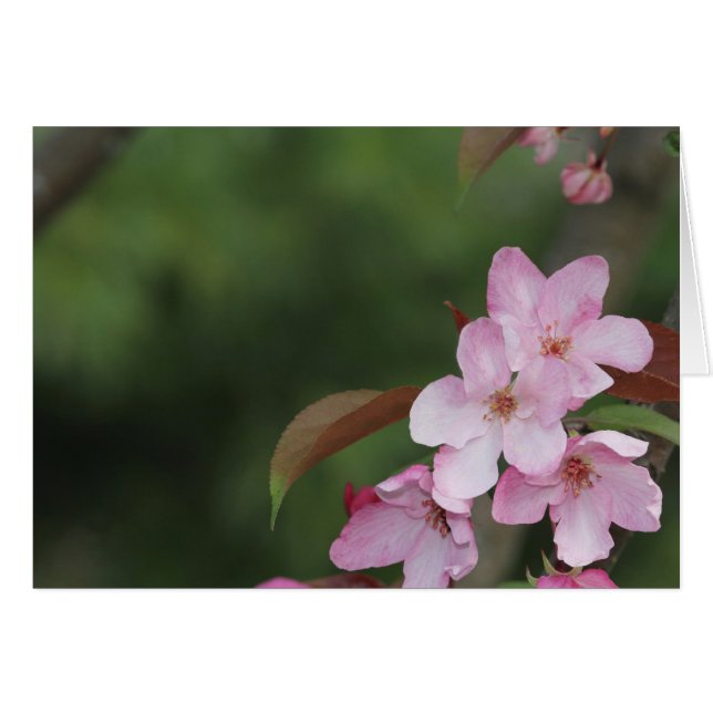 Blanco Kaart met Crab Apple Blossom Background (Voorkant Horizontaal)