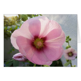 Blanco Kaart met gloeiende roze Hollyhock