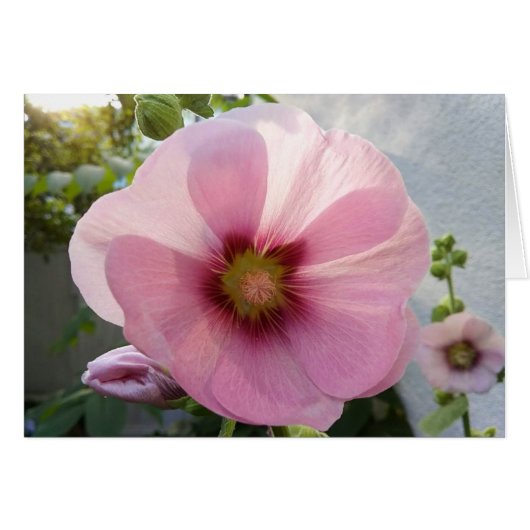 Blanco Kaart met gloeiende roze Hollyhock (Voorkant Horizontaal)