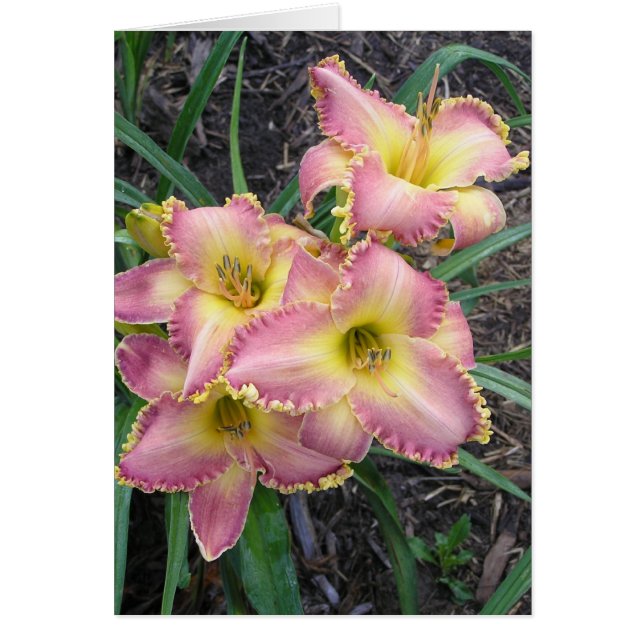 Blanco kaart met Mojave Morning (Voorkant)