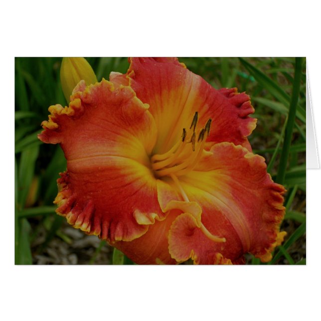 Blanco kaart met Oranje daglicht (Voorkant Horizontaal)