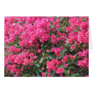 Blanco kaart met prachtige roze bougainvillea