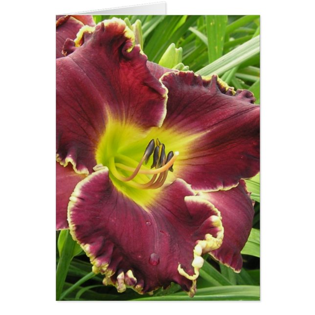 Blanco kaart met Sooo Paars Daylily (Voorkant)