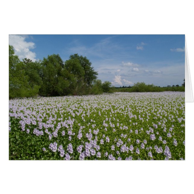 Blanco Kaart met waterlelia Achtergrond (Voorkant Horizontaal)