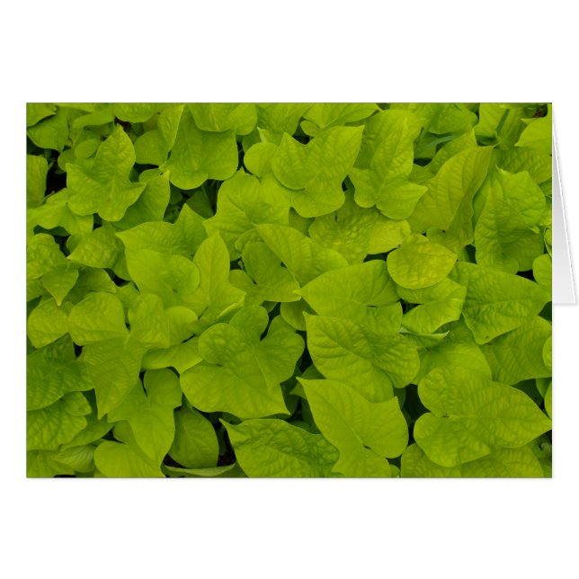 Blanco Kaart met zoete aardappelwijnstokken (Voorkant Horizontaal)