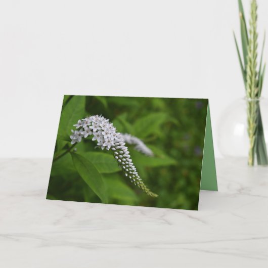 Blanco kaart - mooie witte gooseneck bloem (Voorkant)