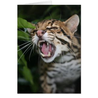 Blanco kaart - Ocelot snarl