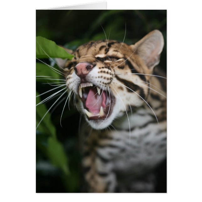 Blanco kaart - Ocelot snarl (Voorkant)