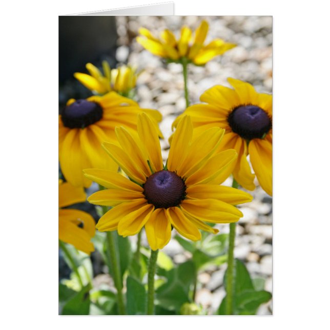 Blanco kaart, Rudbeckia Flower (Voorkant)