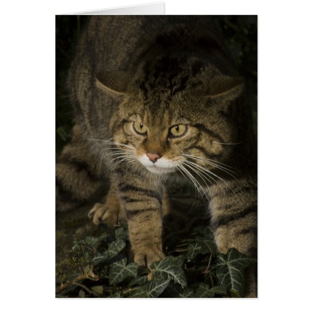Blanco kaart - Scottish wildcat 2 (Voorkant)