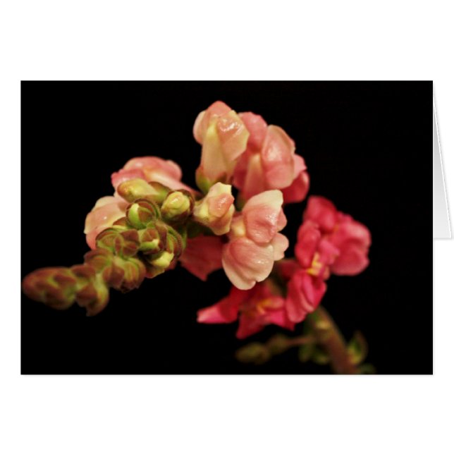 Blanco kaart "Snapdragon" (Voorkant Horizontaal)