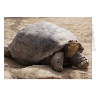 Blanco kaart voor glimlachen