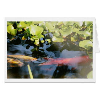 Blanco kaarten voor goudvis