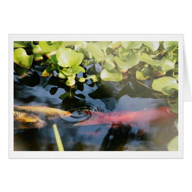 Blanco kaarten voor goudvis (Voorkant Horizontaal)