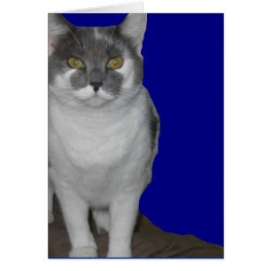 ~ Blanco Kat-kaart ~