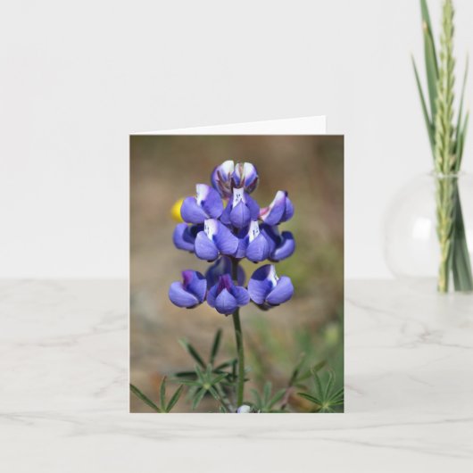 Blanco, lupine bedankkaart (Voorkant)