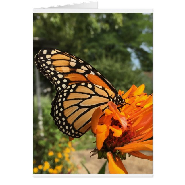 blanco monarchkaart (Voorkant)