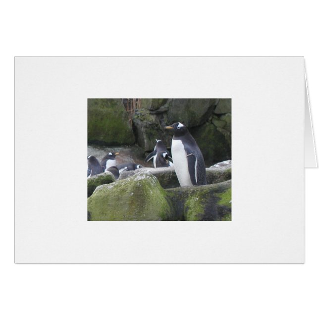 Blanco pinguïnkaart (Voorkant Horizontaal)