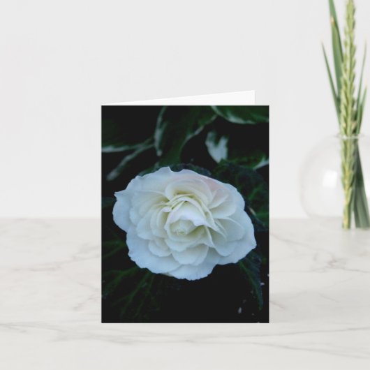 blanco-pure witte bloem kaart (Voorkant)
