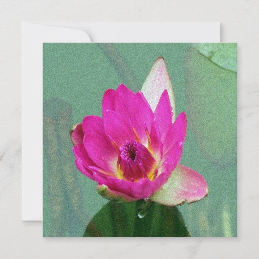 blanco roze waterlib kaart (Voorkant)