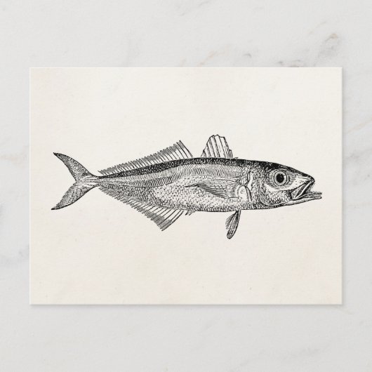 blanco Sjabloon van de schelpdiervisserij Briefkaart (Voorkant)