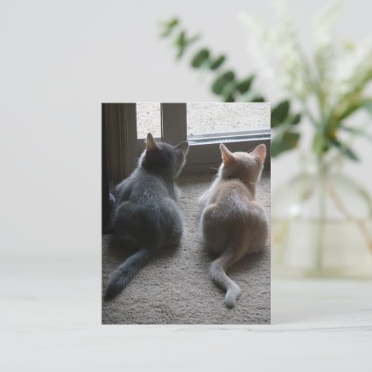 Blank Briefkaart van Jasper en Kaylee Kitten (Staand voorkant)