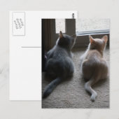 Blank Briefkaart van Jasper en Kaylee Kitten (Voorkant / Achterkant)