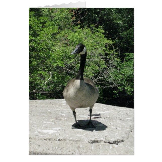 Blank_Canada Goose (Voorkant)