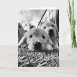 Blank card with puppies kaart