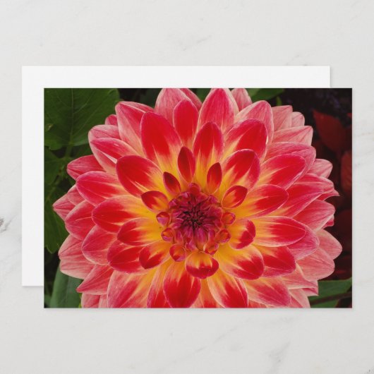 Blank gevouwen uitnodiging (Voorkant / Achterkant)