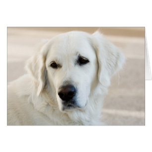 Blank Golden Retriever Kaart