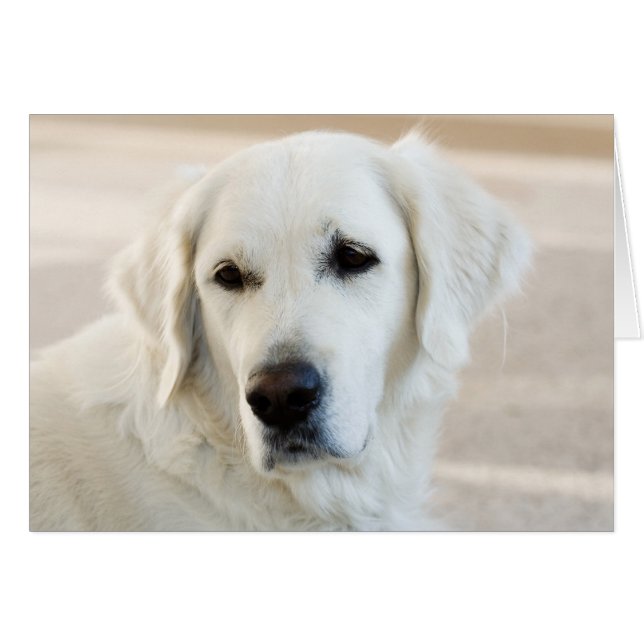 Blank Golden Retriever Kaart (Voorkant Horizontaal)