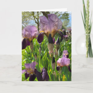 Blank Iris Flower Kaart