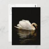 Blank Note Card with Beautiful Swan post card Briefkaart (Voorkant / Achterkant)