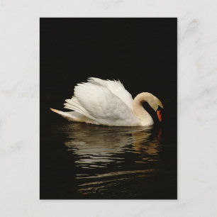 Blank Note Card with Beautiful Swan post card Briefkaart