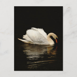 Blank Note Card with Beautiful Swan post card Briefkaart