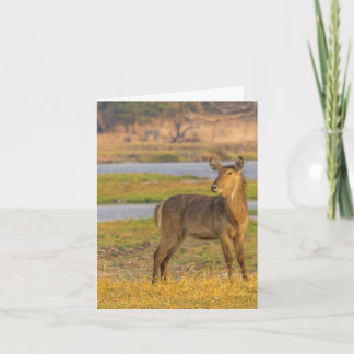 Blank Note Kaart - Water Buck in Botswana