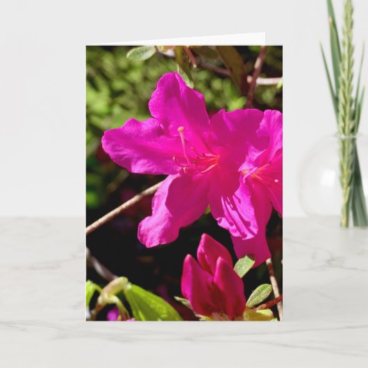 Blank Pink Azaelea Kaart (Voorkant)