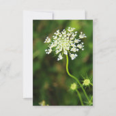 Blank Queen Anne's Lace Wildflower Notitiekaartje (Voorkant)