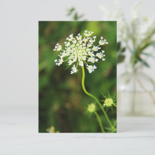 Blank Queen Anne's Lace Wildflower Notitiekaartje