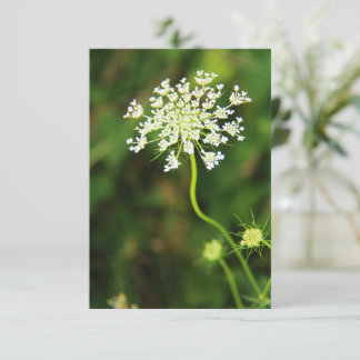 Blank Queen Anne's Lace Wildflower Notitiekaartje