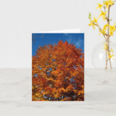 Blank_Sinaasappel Boomvuur Kaart (Gele Bloem)