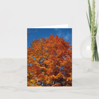 Blank_Sinaasappel Boomvuur Kaart