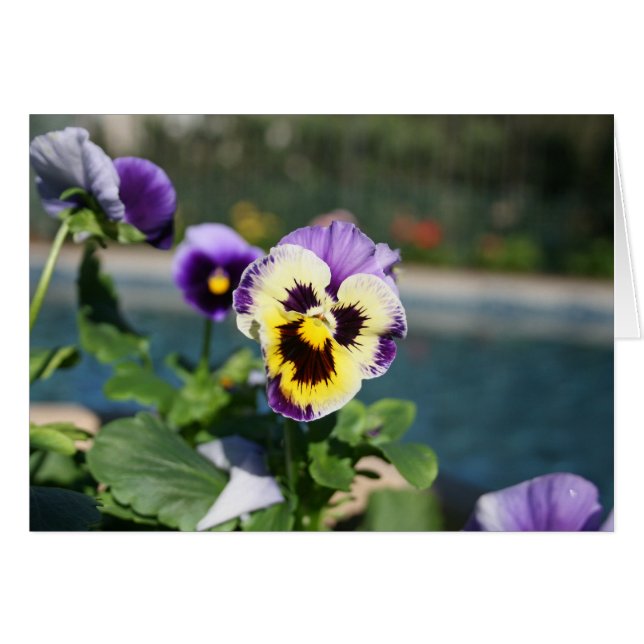 Blank, Viola (Voorkant Horizontaal)