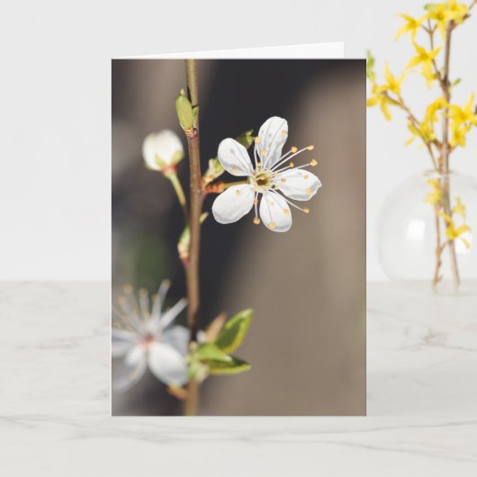 Blank witte kersenbloesems kaart (Gele Bloem)