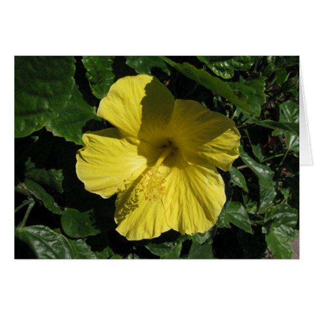 Blank_Yellow Shadow (Voorkant Horizontaal)