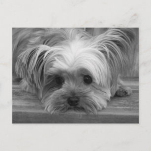 Blank Yorkshire Terrier Puppy Dog Post Card Briefkaart